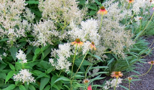 Bloeiende Persicaria x fennica (Foto Wikimedia Commoms, Cultivar413)