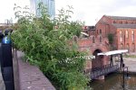 Vlinderstruik groeit op een muur in Manchester (Buddleja davidii Franch.). Foto Mihailo Grbić Wikimedia Commons 2012