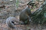 Detail gezicht grijze eekhoorn (Sciurus carolinensis) (Foto: Charles J. Sharp, Wikimedia Commons, 2016)