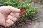 Even the smallest root fragments can grow back into new plants.