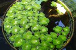 Watersla, Pistia stratiotes als sierplant in een waterbak (Foto Wikimedia Commons, Syariful Msth)