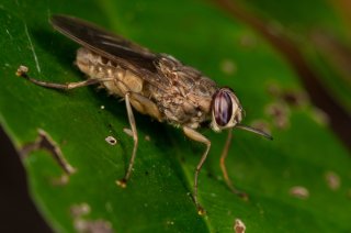 Insect Doctors