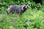 Wasbeerhond (Nyctereutes procyonoides) (Foto: Karlakas, Wikimedia Commons, 2009)