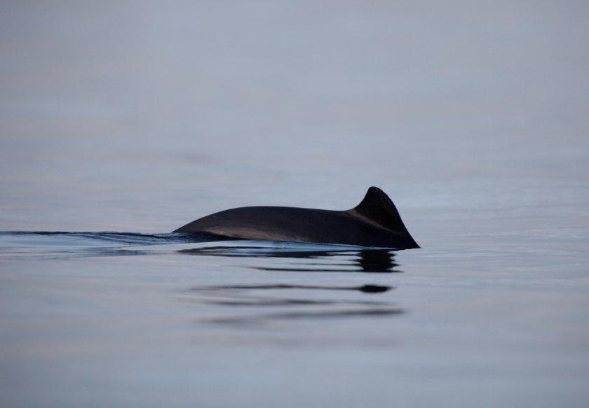 Harbour porpoise (photo: Shutterstock)