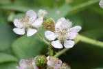 Bloemen van de dijkviltbraam (Rubus armeniacus) (Foto: Krzysztof Ziarnek, Kenraiz, Wikimedia Commons, 2021) 