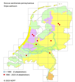 Verspreidingskaart grijze eekhoorn