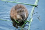 Muskusrat (Ondatra zibethicus) (Foto: Margaret Soll Photography, Wikimedia Commons, 2018)