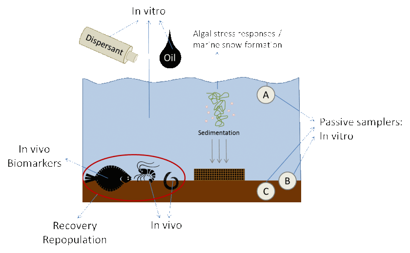 Figure 1: Dispersant, oil, exposure water, and extracts of passive samplers in exposure water (A), pore water (B) and sediments (C) will be tested in vitro for toxic potency. In vivo tests with marine organisms will produce a Species Sensitivity Distribution (SSD) and Potentially Affected Fractions (PAFs). Recovery of populations and repopulation of contaminated locations will be studied in mesocosms. Biomarkers and passive samplers will be evaluated as monitoring options. Algal stress responses and the increased sedimentation of marine snow will play a central role throughout the project.