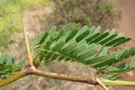 Stekels op Mesquite (Prosopis juliflora) takken. Foto: Forest & Kim Starr, Wikimedia Commons, 2008