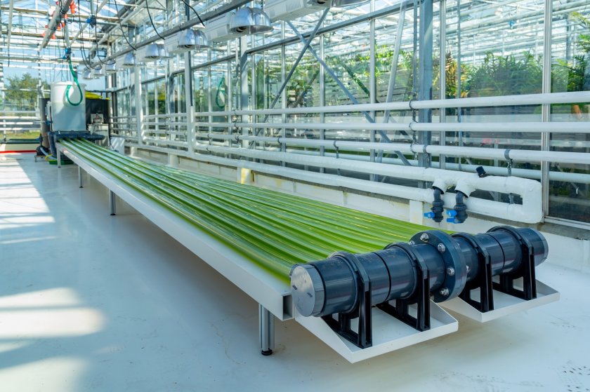 Algenkweekunit in Wageningen - foto: INTREEGUE Photography/Shutterstock